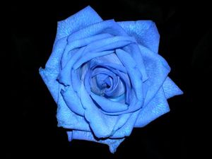 rose_bleue