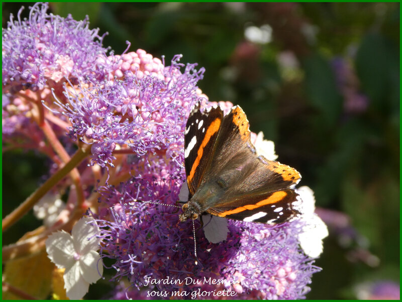 papillon