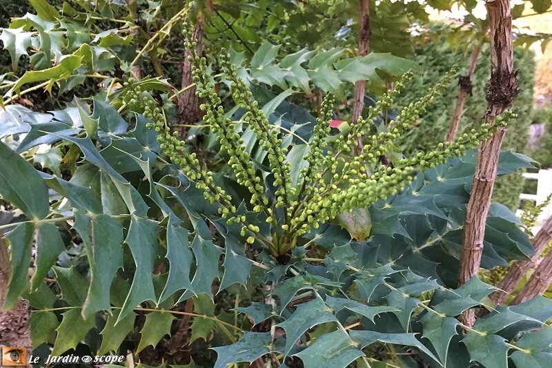 Mahonia-3