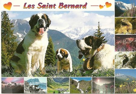 saint bernard