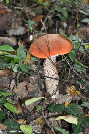 Bolet-orangé-2