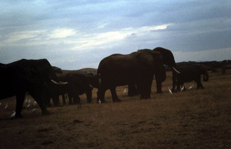 amboseli elephants troupeaux dd