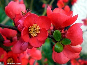 Cognassier_fleur_rouge