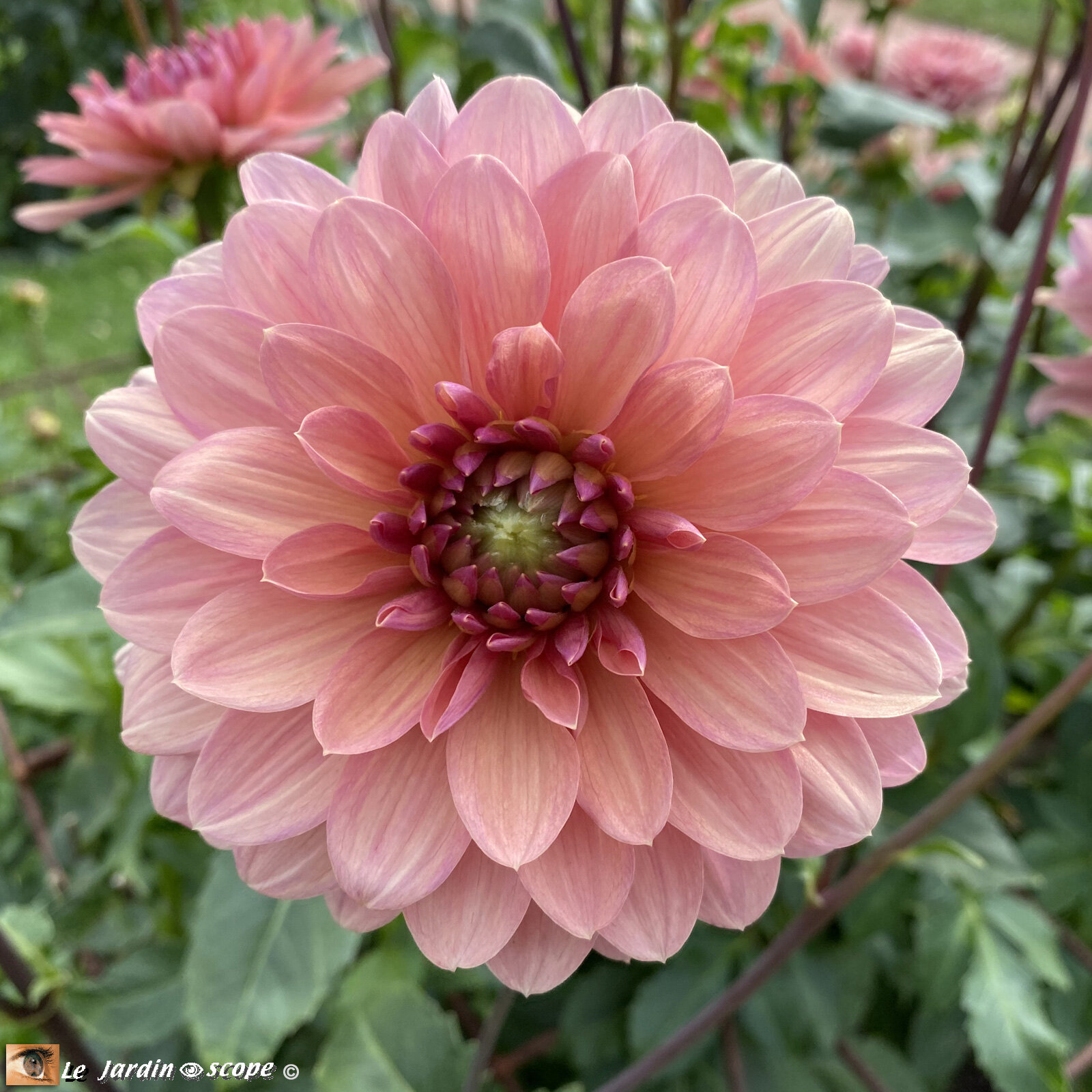Dahlia-Chateau-de-la-Bourdaisière