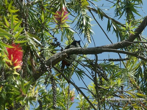 Bulbul orphée (Pycnonotus jocosus) - Merle Maurice