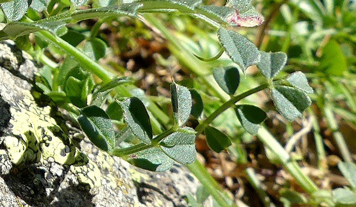 feuilles inférieures à limbe paripenné composé de 2-4 folioles sans vrilles