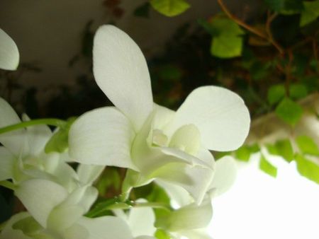orchide2011 (1)