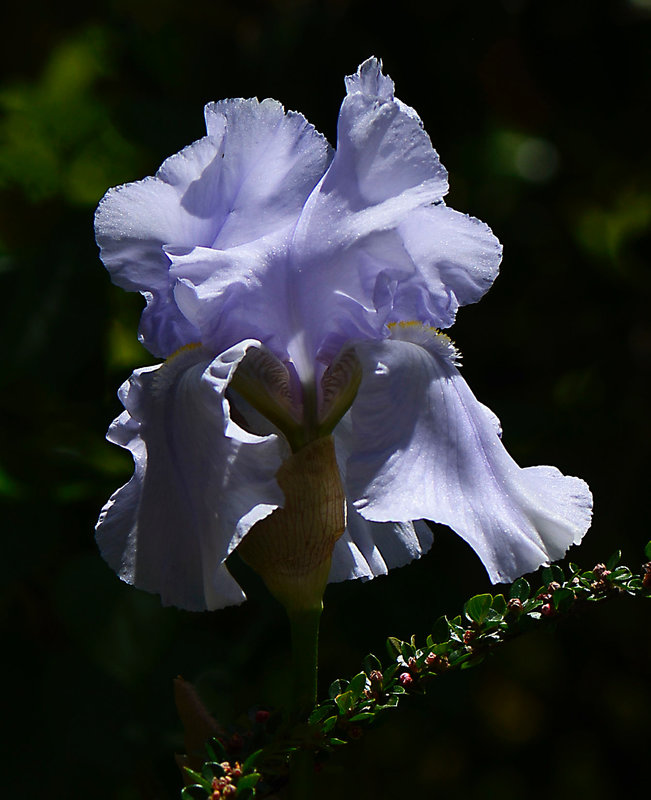 Iris bleu ciel 1 28-04-21