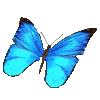 Copie__2__de_insecte_papillon001