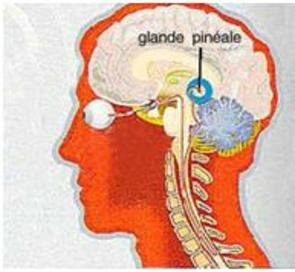 glande pineal 3 e eoil