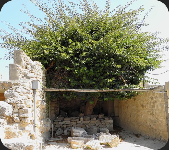 Arbre palais de Knossos