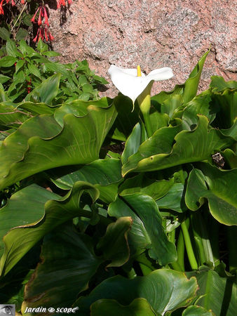 9000_Calla_d_Afrique