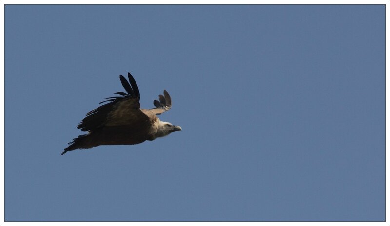 Aragon Revilla vautour 130314 3