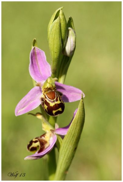 oph-abeille13-01