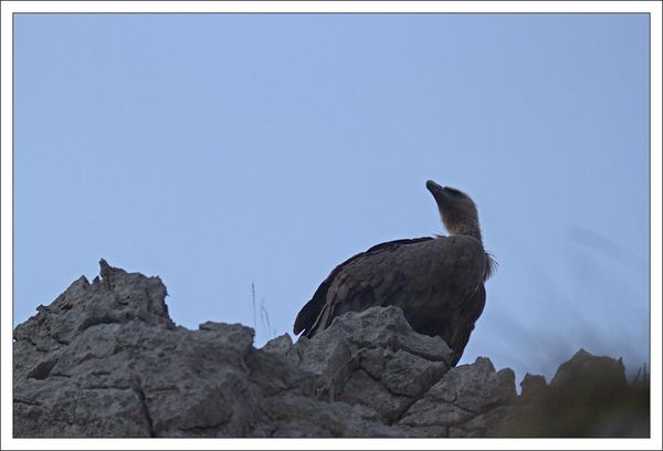 Asturies Cares lulu 260113 87 vautour pose