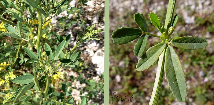 feuilles à 3 folioles pétiolulées ovales-elliptiques denticulées