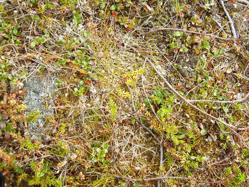 10-08-08 Grotfjord (30)