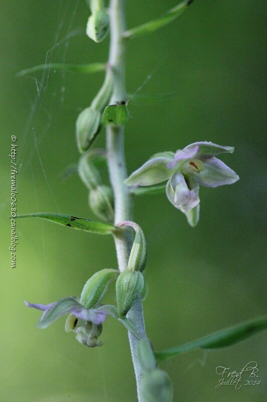 Epipactis helleborine