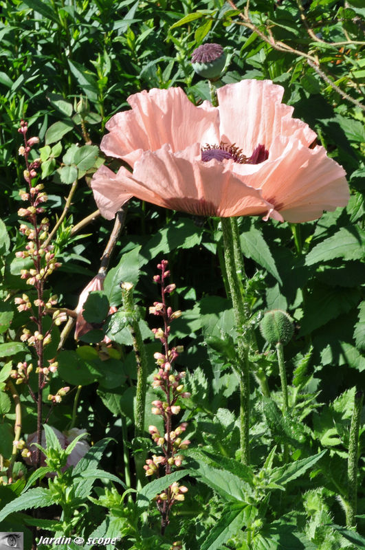 Papaver aux couleurs saumon