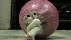 cat_play_with_a_ball_4