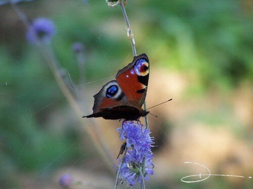 Libre