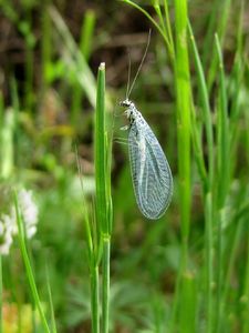 Chrysope bleu IMG_4944