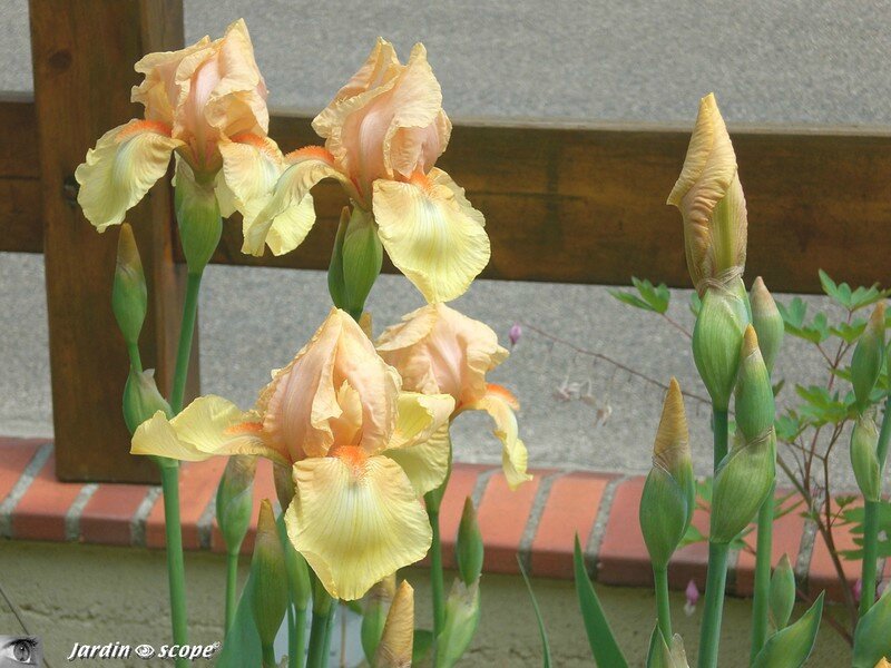 Iris Haviland 