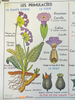 AFFICHE-FLEUR-PRIMULACEES-LABIEES-2-muluBrok-Vintage