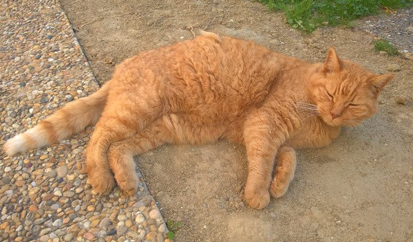 20190331 Tigrou sieste sur la terre chaude