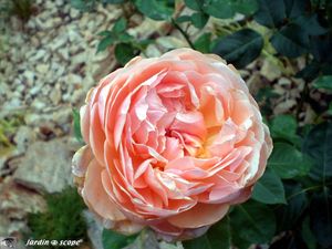 La rose 'Parfum d'Orléans'