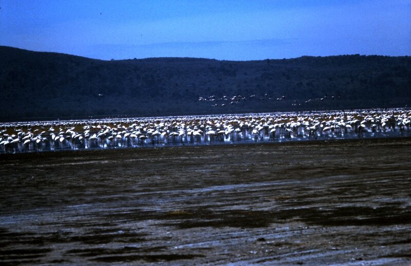 nakuru flamand n
