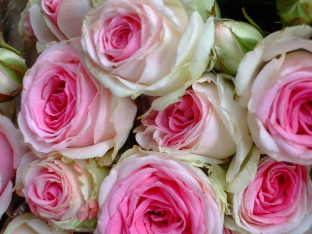 pink-rose-bouquet