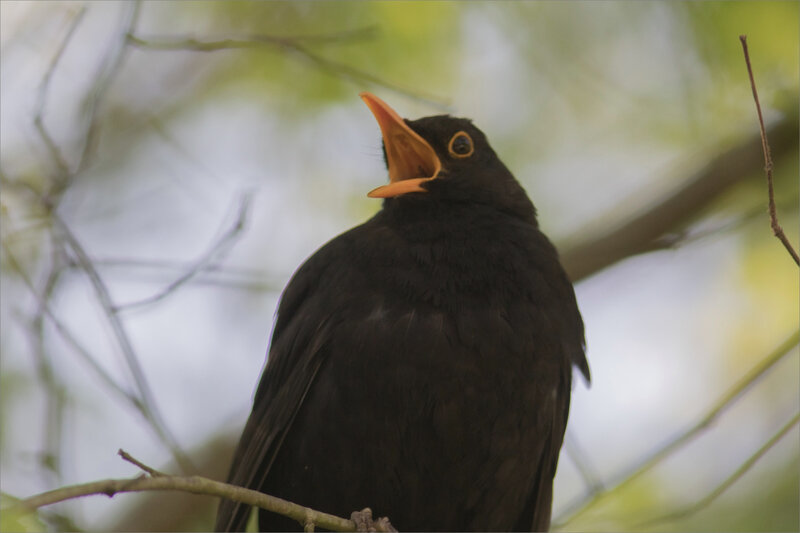 Oiseau merle 5 bec ouvert 210421