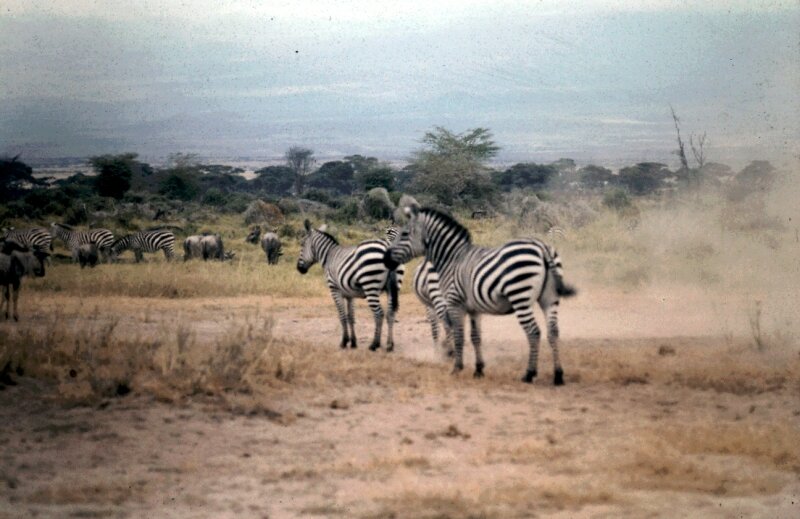 amboseli zebre c