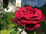 rose_rouge_2