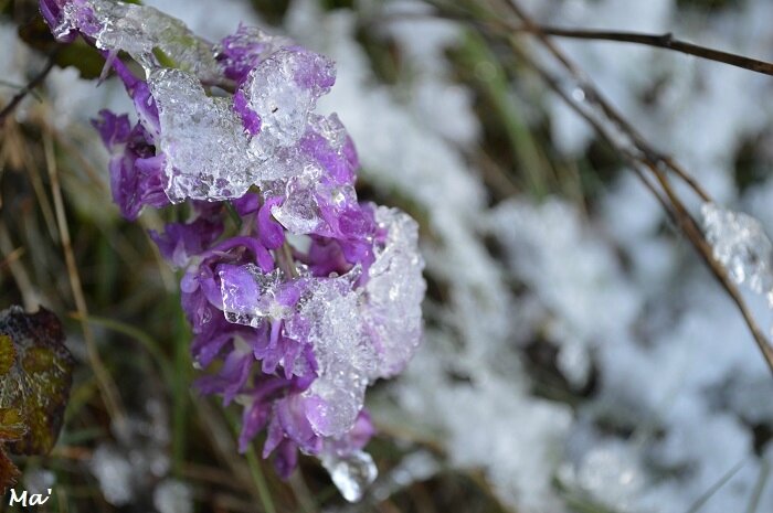 170501_Lozeron_4_orchis_male