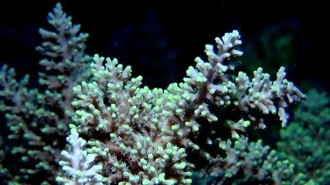 874129274-fidji-ocean-pacifique-sud-fond-marin-recif-de-corail