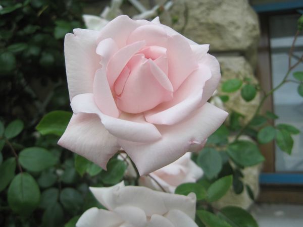 rose porcelaine