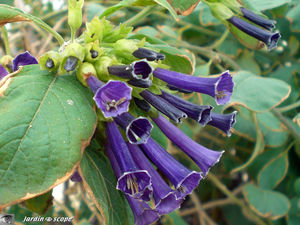 8884_Lochroma_cyanea