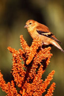 Chardonneret en plumage