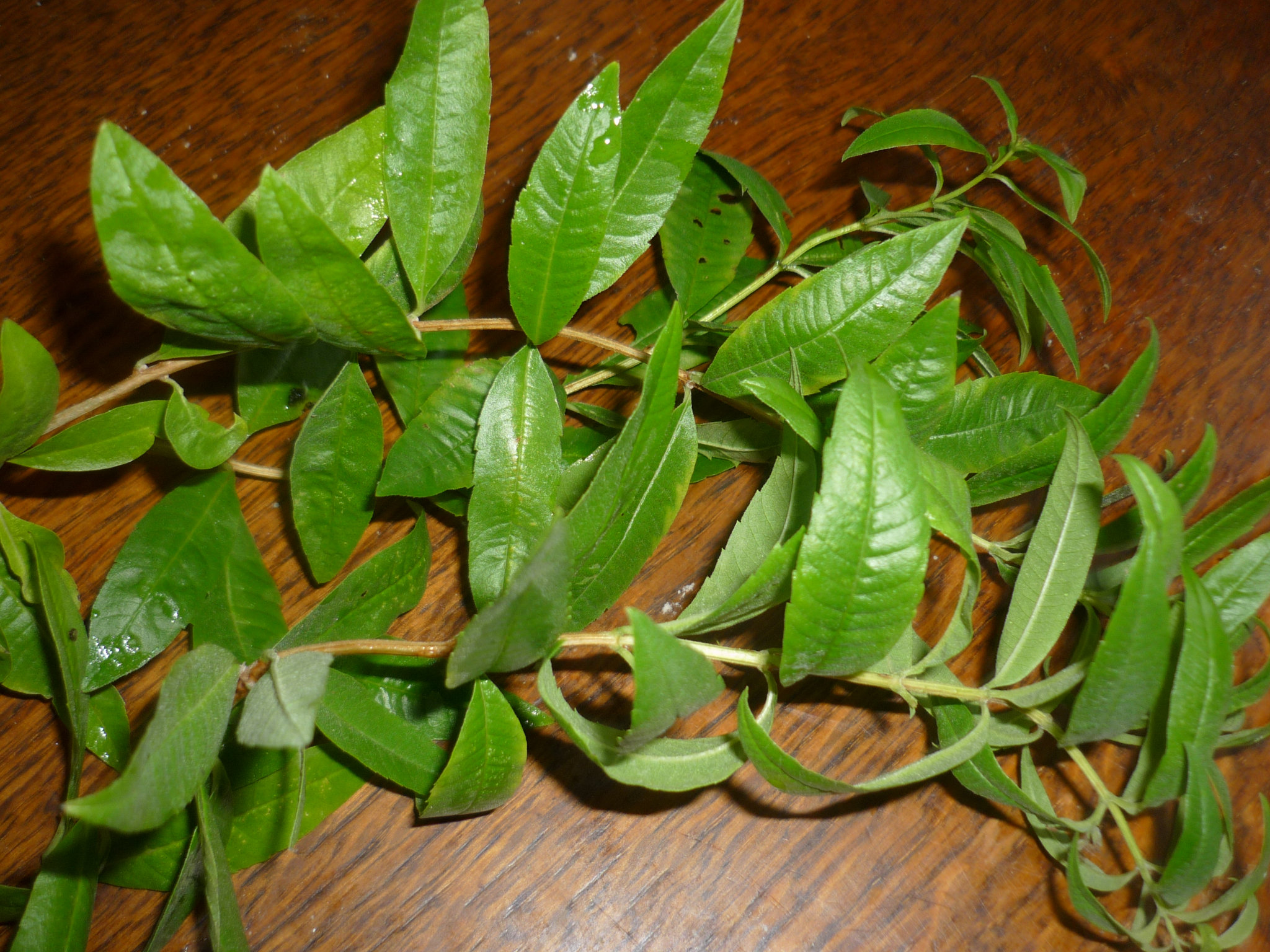 COMPOTE DE POMMES A LA VERVEINE CITRONNELLE DU JARDIN " Du jardin et