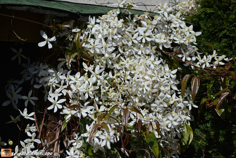 Clematis-Armandii-2