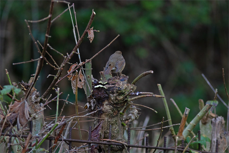 Oiseau RG dos 300124