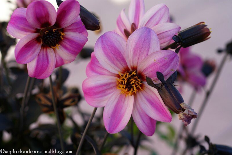 MM dahlias