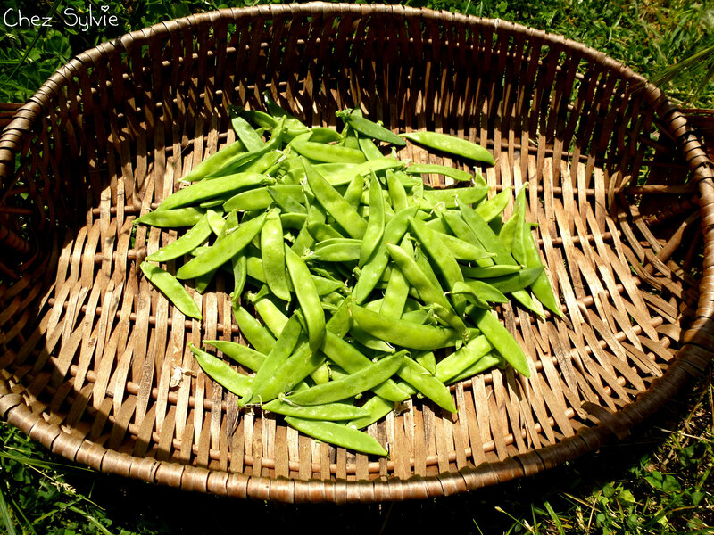 Pois gourmands au 19-05-23