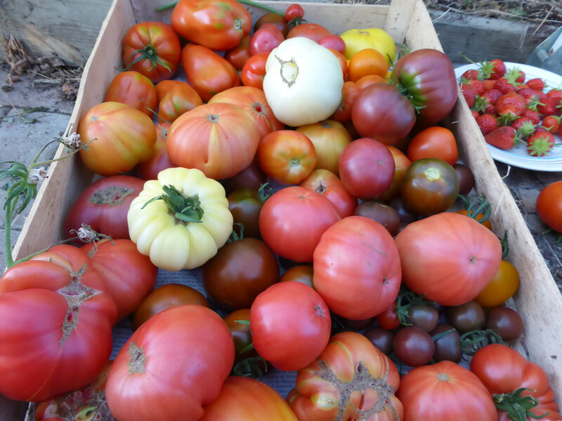 4-tomates (4)