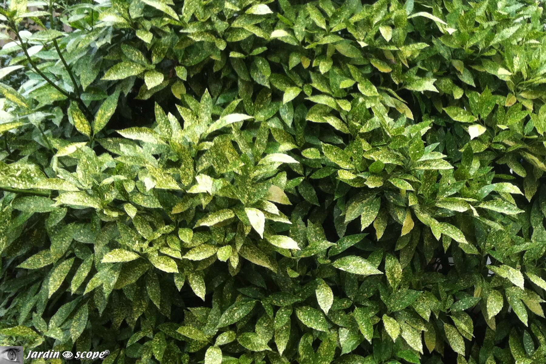Aucuba japonica Variegata