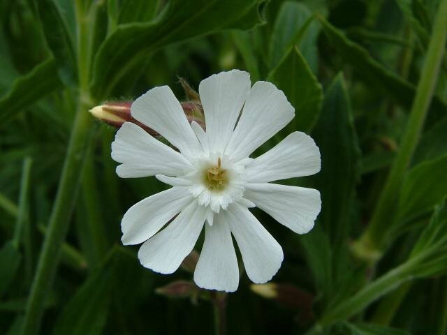 silene_latifolia_white_campion_00_flower_27-06-04