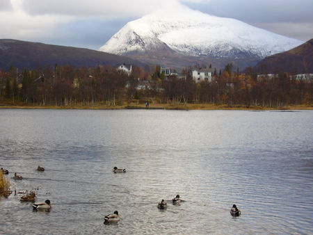 09_10_08_Prestvannet_gel___canards_et_chat___10_