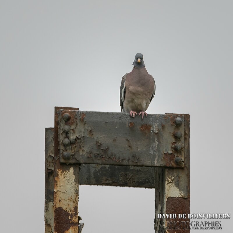 Pigeon Ramier (Columba Palumbus)